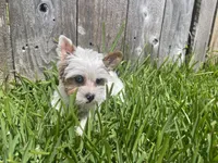 Blue Eye Merle, a female Yorkshire Terrier for sale in Houston, TX – 6 of 10