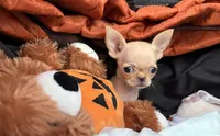 AKC Micro Pocket Pup , a female Chihuahua for sale in Houston, TX – 1 of 10