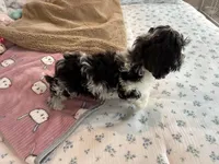 Cadbury, a male Cavapoo for sale in Houston, TX – Photo 4 of 9