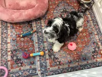 Cadbury, a male Cavapoo for sale in Houston, TX – Photo 1 of 9