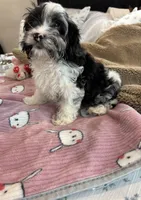 Cadbury, a male Cavapoo for sale in Houston, TX – Photo 6 of 9