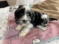 Cadbury, a male Cavapoo for sale in Houston, TX – Photo 3 of 9