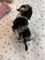 Cadbury, a male Cavapoo for sale in Houston, TX – Photo 2 of 9