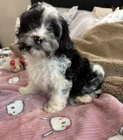 Cadbury, a male Cavapoo for sale in Houston, TX – Photo 5 of 9