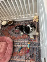 Cadbury, a male Cavapoo for sale in Houston, TX – Photo 9 of 9