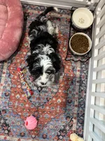 Cadbury, a male Cavapoo for sale in Houston, TX – Photo 8 of 9