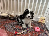 Cadbury, a male Cavapoo for sale in Houston, TX – Photo 7 of 9