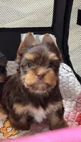 CKC Truffles, a male Yorkshire Terrier for sale in Houston, TX – 2 of 10