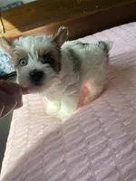 Blue eyes , a female Yorkshire Terrier for sale in Houston, TX – 2 of 10