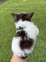 AKC Bristol , a female Yorkshire Terrier for sale in Houston, TX – 6 of 7