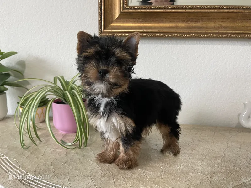 AKC Dollface – Yorkshire Terrier puppy for sale in Houston, TX