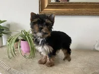 AKC Dollface, a male Yorkshire Terrier for sale in Houston, TX – 1 of 10