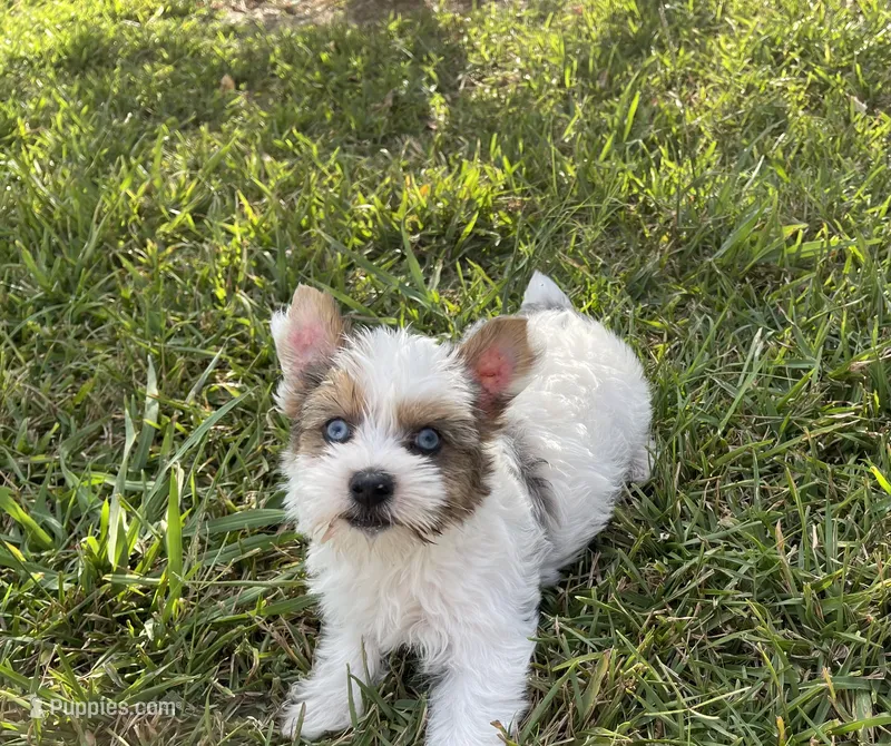 Hattie  – Yorkshire Terrier puppy for sale in Houston, TX