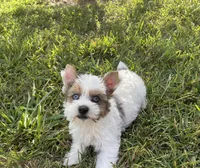 Hattie , a female Yorkshire Terrier for sale in Houston, TX – 1 of 7