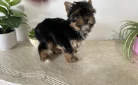 AKC Dollface, a male Yorkshire Terrier for sale in Houston, TX – 2 of 10