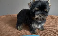 AKC Boston , a male Yorkshire Terrier for sale in Houston, TX – 8 of 10