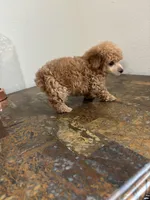 AKC RED , a male Poodle - Toy  for sale in Houston, TX – 8 of 9