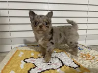 AKC Biscuit , a male Chihuahua for sale in Houston, TX – 9 of 9