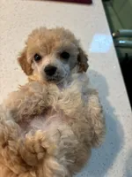 Micro Tcup , a male Poodle - Toy  for sale in Houston, TX – 4 of 6
