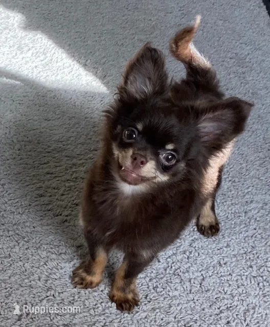 AKC Manolo – Chihuahua puppy for sale in Houston, TX