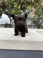 Tcup Chocolate Twix, a male Yorkshire Terrier for sale in Houston, TX – 1 of 6