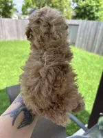 Spencer, a male Poodle - Toy  for sale in Houston, TX – 3 of 10