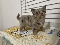 AKC Biscuit , a male Chihuahua for sale in Houston, TX – 6 of 9