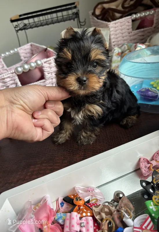 Gucci  – Yorkshire Terrier puppy for sale in Houston, TX
