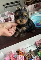 Gucci , a male Yorkshire Terrier for sale in Houston, TX – 1 of 4