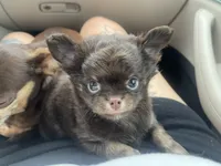 AKC Apple head, a male Chihuahua for sale in Houston, TX – 7 of 10