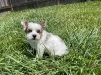 Hattie , a female Yorkshire Terrier for sale in Houston, TX – 4 of 7