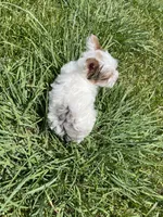 Hattie , a female Yorkshire Terrier for sale in Houston, TX – 6 of 7