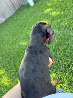 Dapple , a male Miniature Dachshund for sale in Houston, TX – 3 of 10