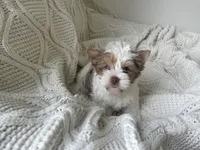 Denali, a male Yorkshire Terrier for sale in Houston, TX – 7 of 10