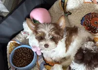 AKC , a male Yorkshire Terrier for sale in Houston, TX – 9 of 9