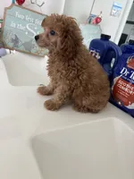 Sebastian , a male Poodle - Toy  for sale in Houston, TX – 9 of 9