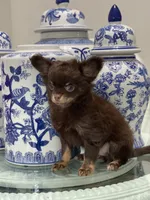 AKC Pecan , a male Chihuahua for sale in Houston, TX – 5 of 7