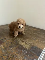 AKC RED , a male Poodle - Toy  for sale in Houston, TX – 3 of 9