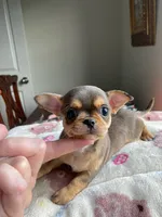 AKC Merle , a male Chihuahua for sale in Houston, TX – 5 of 10