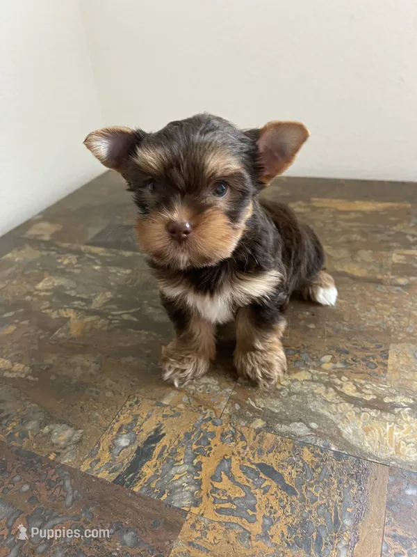 CKC Truffles – Yorkshire Terrier puppy for sale in Houston, TX