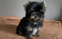 AKC Boston , a male Yorkshire Terrier for sale in Houston, TX – 10 of 10