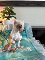XS Olivia , a female Chihuahua for sale in Houston, TX – 5 of 10