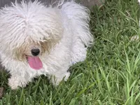 Lily , a female Bichon Frise for sale in Houston, TX – 2 of 7