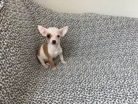 XS Olivia , a female Chihuahua for sale in Houston, TX – 6 of 10