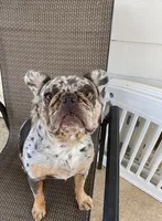 Breckie , a female French Bulldog for sale in Houston, TX – 3 of 4