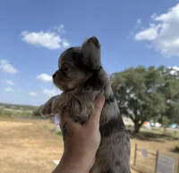 AKC DREAM , a male Chihuahua for sale in Houston, TX – 4 of 8