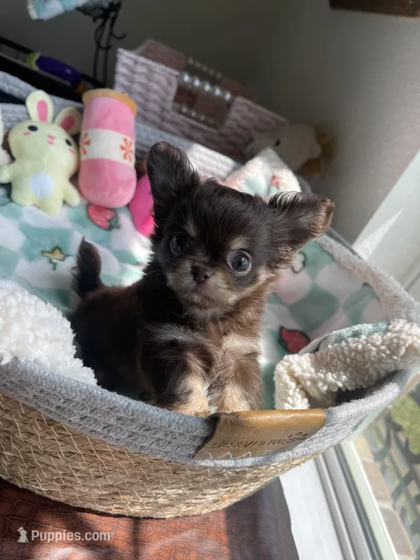 AKC Bliss – Chihuahua puppy for sale in Houston, TX