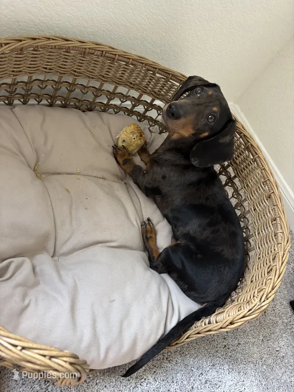Dapple  – Miniature Dachshund puppy for sale in Houston, TX