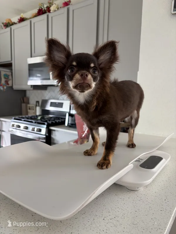 AKC Manolo  – Chihuahua puppy for sale in Houston, TX