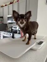 AKC Manolo , a male Chihuahua for sale in Houston, TX – 1 of 10
